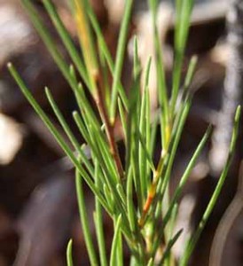 La culture du Rooibos bio en Afrique du sud