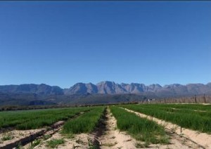 Propriétés du rooïbos bio, thé rouge d'Afrique du sud