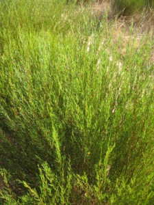 Rooibos Aspalathus linearis